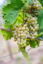 Vertical view of bunches of green grapes hanging from the plant at the vineyard Royalty Free Stock Photo