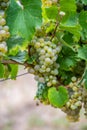 Vertical view of bunches of green grapes hanging from the plant at the vineyard Royalty Free Stock Photo