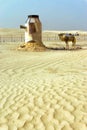 Vertical view of Camel in Ong Jemel desert in Tunisia Royalty Free Stock Photo