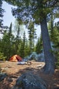 Vertical view of a campsite and big pine tree in the Boundary Waters of northern Minnesota Royalty Free Stock Photo