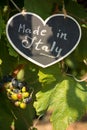 Vertical View of Close Up of Blackboard with the sentence Made in Italy in Blurred Plantation of Black Wine Grapes at Midday in Royalty Free Stock Photo