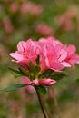 A Vertical View of a Cluster of Pink Azelea Flowers