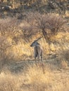 Vertical view of common eland seen with head in profile while standing in brush Royalty Free Stock Photo