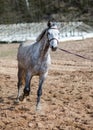 Vertical view of a Connemara pony running in the field while tied with a rope - horse training Royalty Free Stock Photo