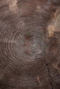 Vertical view cross cut vintage wood texture of tree trunk
