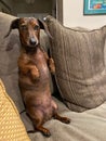 Vertical view of a Dachshund standing on his back legs on the sofa Royalty Free Stock Photo