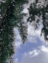 Vertical View of a Delicate Snowy Pine Bough Against the Sky Royalty Free Stock Photo