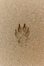 Vertical view of dog footprint in the sand on the beach. pet vacation concept, dog beach