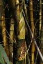 Vertical view of an elevated and newly developing young yellow bamboo shoot Royalty Free Stock Photo
