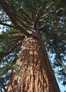 Vertical view of giant redwood tree, showing its colourful, textured bark and complex branch structure