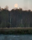 Vertical view of a goose in a pond with trees and a full moon in the background