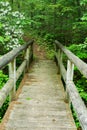 Vertical View Hiker Footbridge and Mountain Laurel Royalty Free Stock Photo