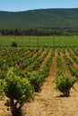 Vertical view of a landscape of green fields of vineyards