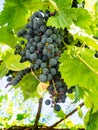 Vertical view of large bunch of ripe red grapes