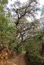 Vertical view of large cork oaks on the outskirts of Castano del Robledo, magical town of Andalusia. Huelva, Spain