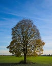 Vertical view of a large Oak tree in a meadow with the bright blue sky in the background Royalty Free Stock Photo