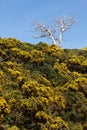 Vertical view of a leafless tree sticking out of a forest,with a blue sky, the concept of uniqueness Royalty Free Stock Photo