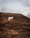 Vertical view of a Lonk standing on the brown slope under the cloudy sky Royalty Free Stock Photo