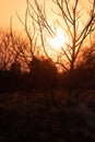 Vertical view of a lovely bare branch tree during a dramatic orange sunset Royalty Free Stock Photo