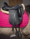 Spain.Vertical view of Lusitano horse with dressage leather saddle and pink saddle pad.