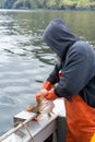 Vertical view of a man fisherman catching a Pacific Cod in Adak Island, Alaska Royalty Free Stock Photo