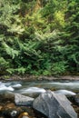 Mountain river in the forest at sunrise Royalty Free Stock Photo