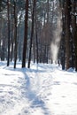 Vertical view of narrow footpath in winter forest Royalty Free Stock Photo
