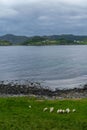 Vertical view of old Norwegian sheep at the rocky coastline in a Refviksanden Beach