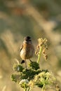 Vertical view of an old-world sparrow perching on the plant under the sunlight Royalty Free Stock Photo