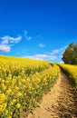 Vertical view of a path through a yellow rapeseed field under a blue sky with white clouds Royalty Free Stock Photo