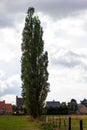 Vertical view of a Populus nigra tree before the houses under the cloudy sky Royalty Free Stock Photo