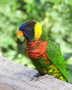 Vertical view profile portrait of one Lorikeet Royalty Free Stock Photo