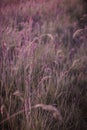 Vertical view of the purple wheatgrass growing in the meadow - a beautiful environmental background Royalty Free Stock Photo