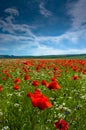 Vertical view of red poppies field Royalty Free Stock Photo