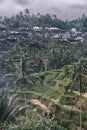 Vertical view of rice terraces of tegalalang in center of island of Bali in Indonesia, Ubud. Wooden houses and Royalty Free Stock Photo