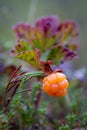 Vertical view of ripe raw cloudberry growing in moss in swamp. Wild rubus chamaemorus berries close up in forest. Karelia, Finland