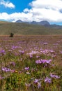 Pink flowers and the Ruminahui volcano, Ecuador. Royalty Free Stock Photo