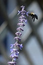 Vertical view of Russian Sage with Common Eastern Bumble Bee, Bombus impatiens Royalty Free Stock Photo