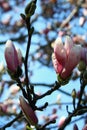 Vertical view of a Saucer Magnolia tree blossoms with blue sky Royalty Free Stock Photo