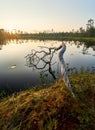Vertical view of a serene lake at sunset. A fallen tree reflects in the calm water Royalty Free Stock Photo