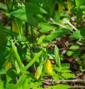 Vertical View of a Sessile Bellwort