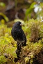 Vertical view of Small Ground Finch, Geospiza fuliginosa, in the Galapagos