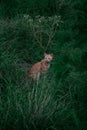 Vertical view of a tabby cat with orange stripes resting in the grass Royalty Free Stock Photo