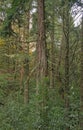 Vertical view of tall evergreen trees with dense, interwoven branches along a forest path in a laurisilva forest. Royalty Free Stock Photo