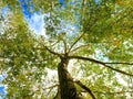 Vertical View of Tall Tree with Bright Green Leaves and Blue Sky