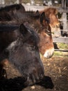 Vertical view of three ponies and a mule sleeping