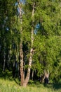 Vertical view of trees with lush foliage at the edge of a birch grove Royalty Free Stock Photo