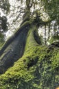 Mossy fig tree trunk from below