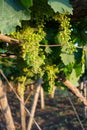 Vertical View of Unripe Bunches in a Grapes Plantation at Sunset Royalty Free Stock Photo