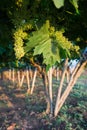 Vertical View of Unripe Bunches in a Grapes Plantation at Sunset Royalty Free Stock Photo